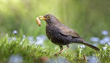 Animal, bird, blackbird, Turdus merula, female, foraging, has a worm in her beak, AI generated, AI