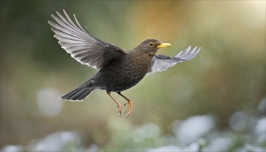 Animal, bird, blackbird, Turdus merula, in flight, AI generated, AI generated