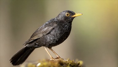 Animal, Bird, Blackbird, Turdus merula, AI generated, AI generated