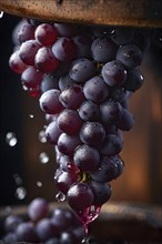 Grape cluster, vine, grape, cluster, close up, detail, traditional, wine press, AI generated