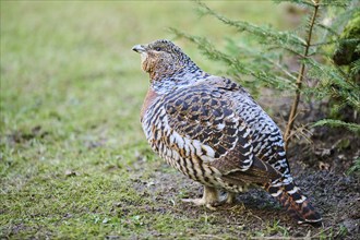 Western capercaillie (Tetrao urogallus) female (hen) standing on the ground at the edge of a foest,