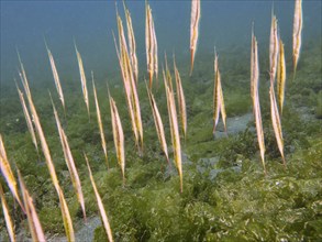 Slender fish, jointed razorfish, razorfish (Aeoliscus strigatus), swimming vertically between