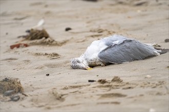 Seagull (Larinae) dead, lying in the sand on the beach of Schillig, yellow beak, grey wings, white