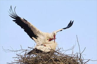 White stork (Ciconia ciconia) pairing on a nest on a tower, Bavaria, Germany, Europe