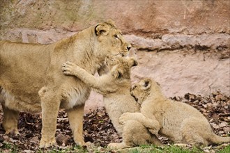 Asiatic lion (Panthera leo persica) female (mother) with her cubs, captive