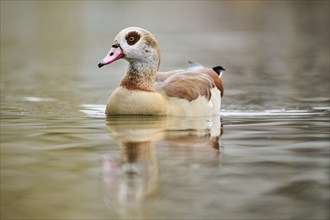 Egyptian goose (Alopochen aegyptiaca) swimming in the water, Bavaria, Germany, Europe