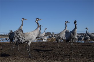 Crane (Grus grus), Sweden, Europe