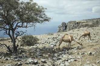 Camels (camelus dromedarius) grazing on a plateau on a cliff, Dalkut, Dhofar, Oman, Asia