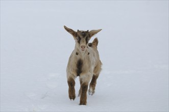 A goatling running in the snowy terrain, Boer goat, domestic goat (Capra aegagrus hircus),