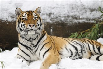 A tiger lying attentively in the snow, surrounded by winter landscape, Siberian tiger (Panthera