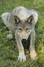 A young wolf lies attentively on green ground, legs stretched out, Timberwolf (Canis lupus lycaon),