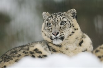 A watchful snow leopard in the winter snow, snow leopard (Panthera uncia), captive