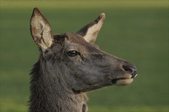 Close-up of a roe deer head with a view of the ears against a green background, red deer (Cervus