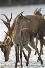 Herd of stags and roe deer on snow-covered ground in the wild, red deer (Cervus elaphus), Bavaria