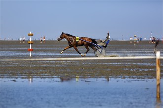 Horse with sulky, trotter, horse-drawn carriage, trotting race in the mudflats, winning pose,