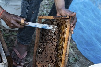 Beekeepers working in a honey production unit near a mustard field on December 17, 2024 in Barpeta,