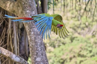 Great green macaw in flight (Ara ambiguus) Costa Rica