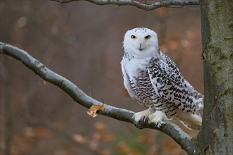 Snowy owl on branch (Bubo scandiacus) captive, Czech Republic, Europe