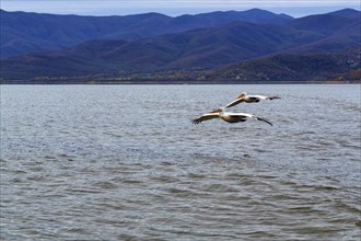 Two Dalmatian Pelicans (Pelecanus crispus) flying, Lake Kerkini, Lake Kerkini, dawn, Central