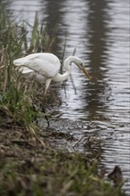 Great White Egret (Ardea alba), Emsland, Lower Saxony, Germany, Europe