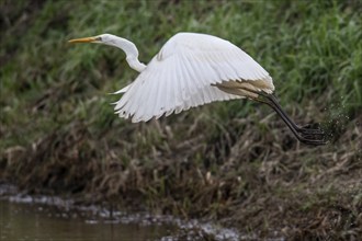 Great White Egret (Ardea alba), flying off, Emsland, Lower Saxony, Germany, Europe