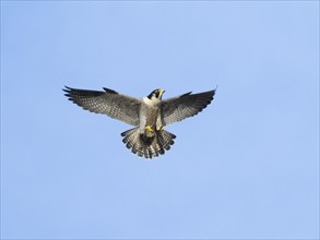 Peregrine Falcon (Falco peregrinus), adult male bird or tiercel in landing flight, approaching its