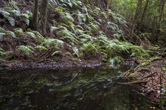 Pools, cloud forest, laurel forest, Garajonay National Park, UNESCO World Heritage Site, La Gomera,