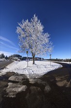 Winter landscape with federal road B500, bus stop Gasth. Kreuz and free-standing snow-covered tree,