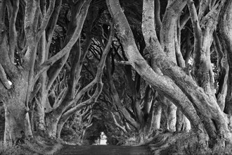 Famous avenue of beech trees, The Dark Hedges, tunnel avenue, mystical film set, film location for