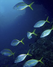 Several yellowfin mackerel (Pseudocaranx dentex) swimming in synchronisation along a deep sea