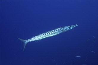 A barracuda (Sphyraena viridensis) swimming in clear blue water, dive site Bufadero, Palm Mar,