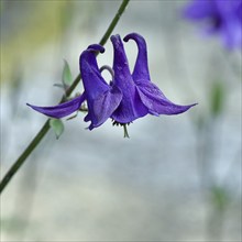 Columbine (Aquilegia vulgaris), blue flower at the edge of a forest, Wilnsdorf, North