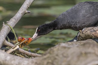 Eurasian burbot (Fulica atra) feeding its chicks. Bas Rhin, Alsace, France, Europe