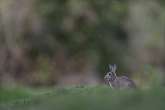 Wild rabbit (Oryctolagus cuniculus), Rhineland-Palatinate, Germany, Europe