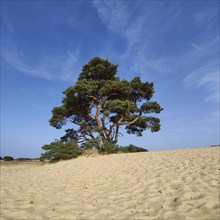 Pine tree in the De Pollen dune landscape, De Hoge Veluwe National Park, Otterlo, province of