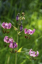 Close-up of a martagon lily (Lilium martagon), Sancy Massif, Auvergne-Rhone-Alpes, France, Europe