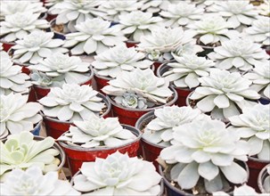 Small succulent plants background. greenhouse, top view, floral texture