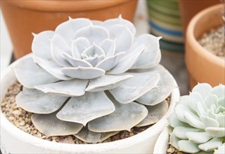 Beautiful succulent plant in greenhouse. Closeup, floral patterns, selective focus