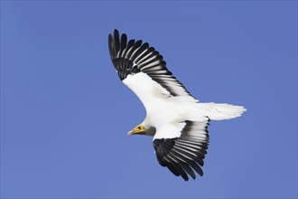 Egyptian Vulture (Neophron percnopterus) flying, Provence, South of France