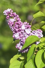 Blooming lilac in the botanical garden in spring