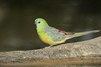 Red-rumped parrot (Psephotus haematonotus), male, captive, occurrence in Australia