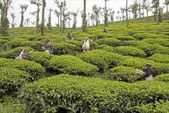 Indian tea pickers on a tea plantation, Thekkady, Kerala, India, Asia