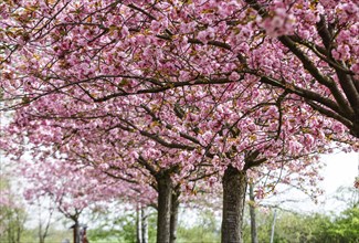 Blossoming cherry trees on the TV Asahi cherry blossom avenue on the Berlin Wall Trail. The cherry