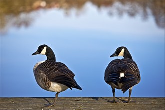 Canada geese (Branta canadensis), Bad Wünnenberg, East Westphalia-Lippe, North Rhine-Westphalia,