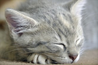 Sleeping two-month-old domestic cat (Felis silvestris f. catus), kitten