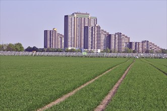 Vegetable growing, behind it the high-rise apartment blocks KölnBerg, a socially deprived