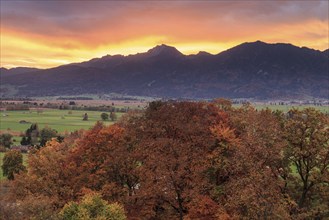 Dawn over mountains and autumn coloured trees, Loisach-Lake Kochel-Moor, behind Benediktenwand,