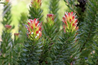 Protea Mimetes cucullatus (Mimetes cucullatus), flower, flowering, silver tree plant, Kirstenbosch