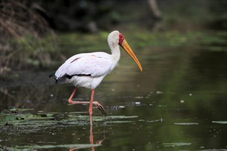 Glutton (Mycteria ibis), adult, in the water, foraging, Kruger National Park, Kruger National Park,