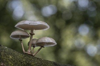 Ringed beech slime moulds (Oudemansiella mucida), Emsland, Lower Saxony, Germany, Europe